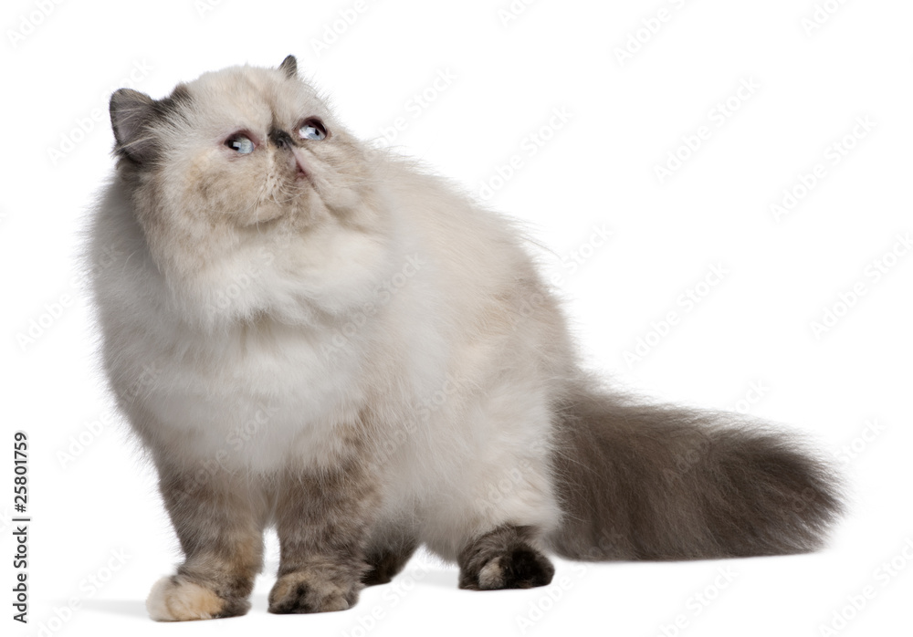 Persian Cat, 2 years old, looking up Persian Cat, 2 years old, looking up