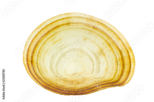 bivalve shell