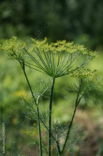 Fennel