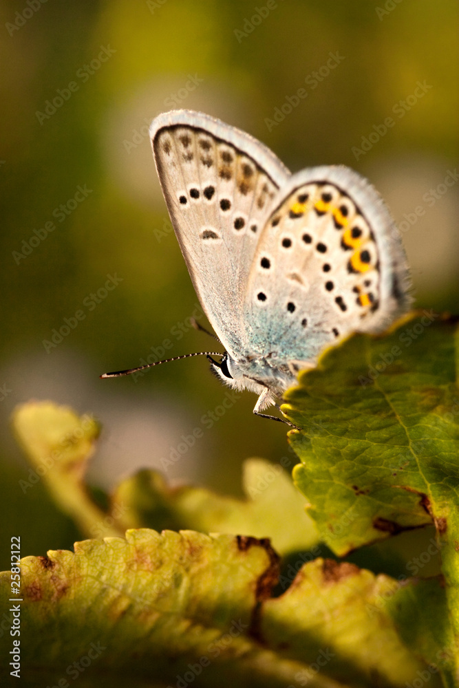 Obraz premium butterfly