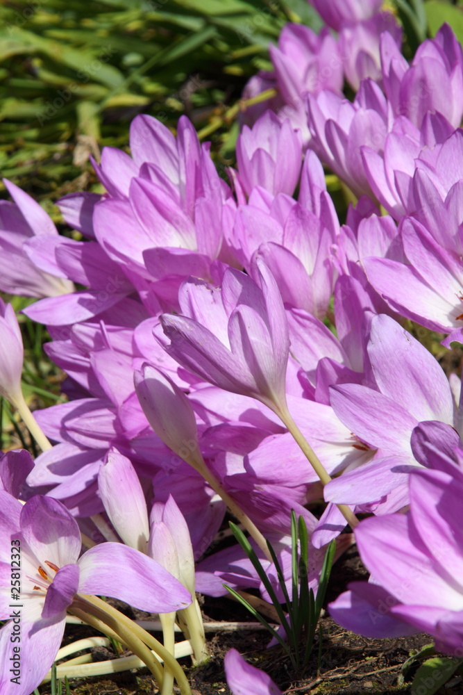crocus crocus
