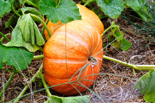 Cinderella Pumpkins