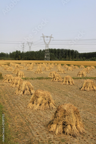 Bild auf Leinwand rice harvested