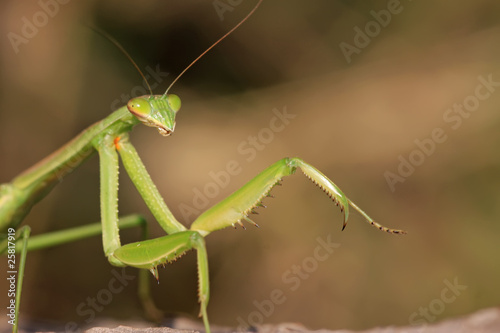 tenodera mantis © zhang yongxin