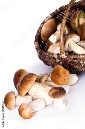 edible boletus photo