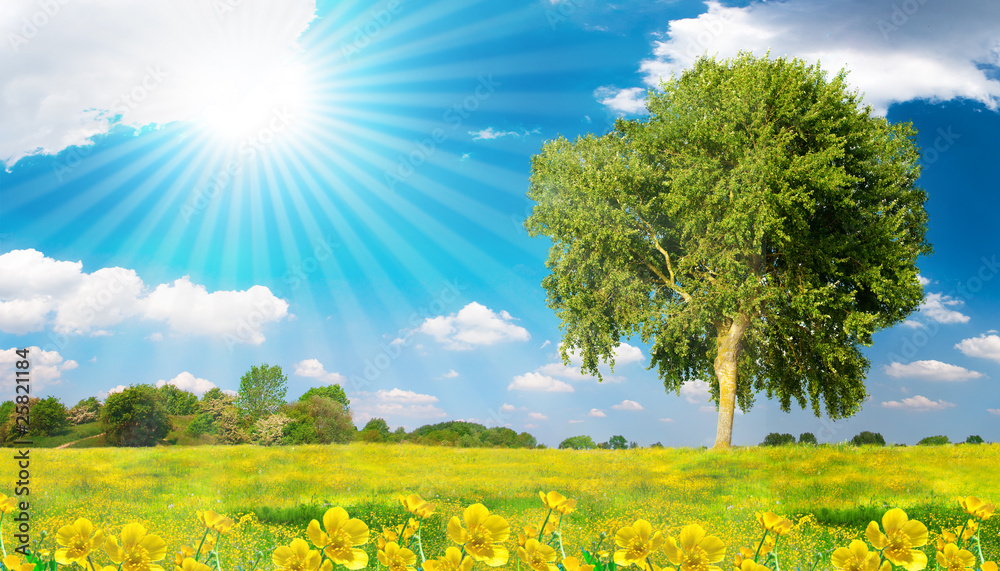 Fototapeta premium Arbre dans une prairie par beau temps