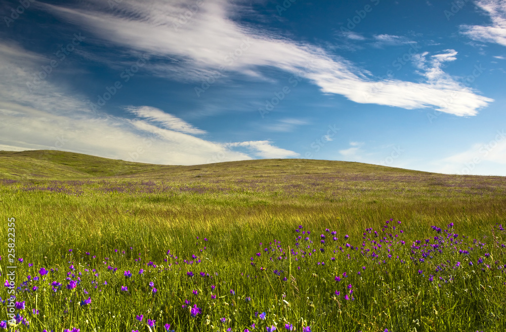 Green meadow Green meadow