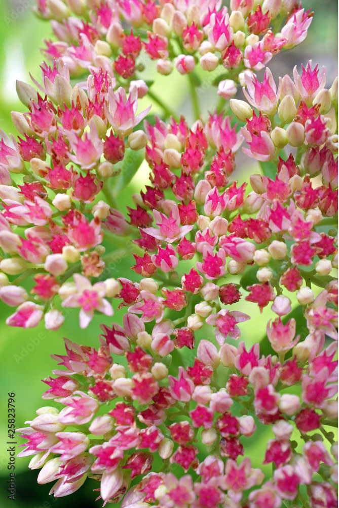 Pink Sedum Flowers