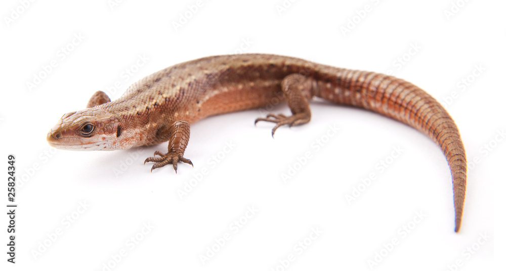 Llizard Llizard