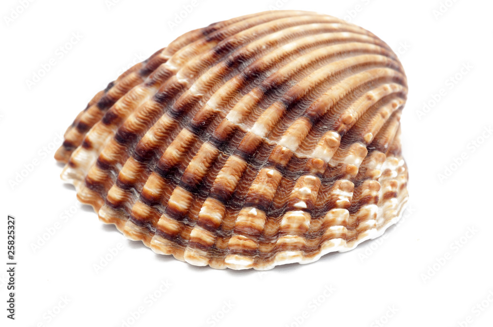 shell shell