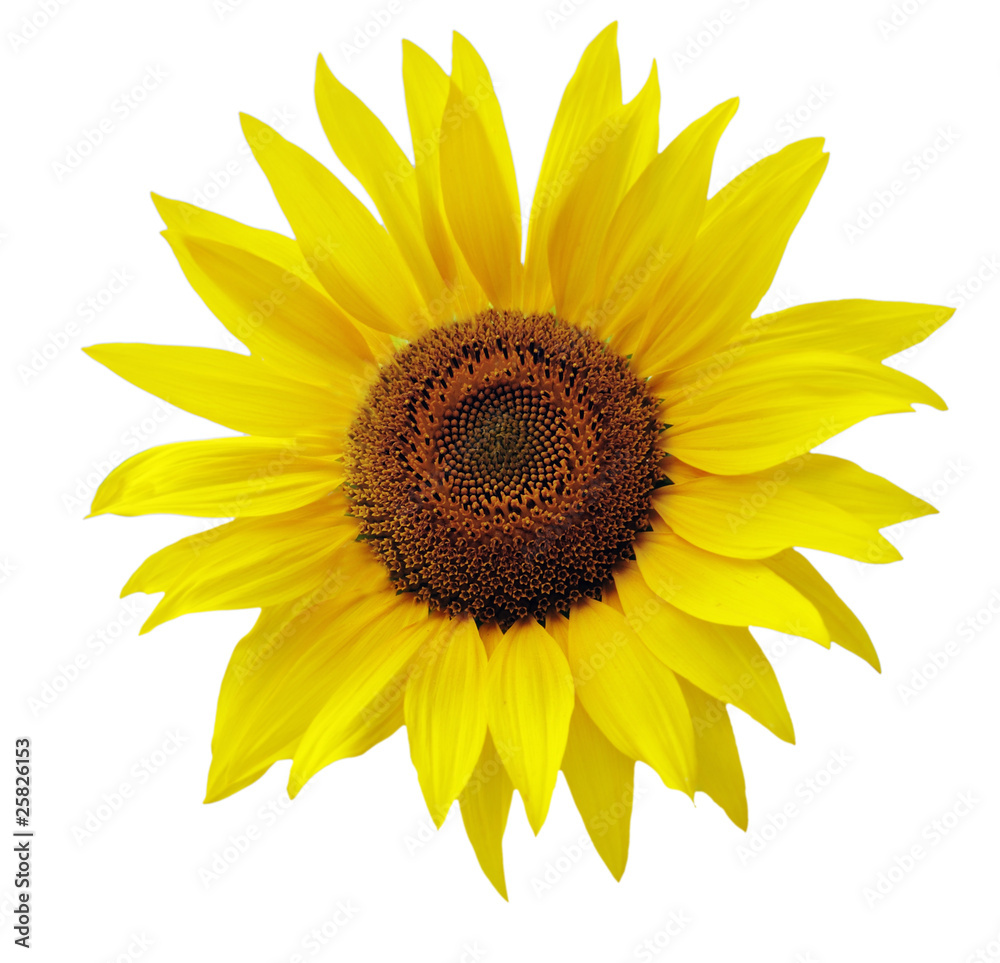 Fototapeta premium sonnenblume