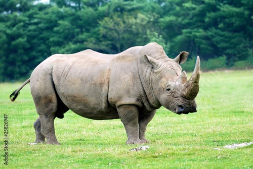 Rhinoceros