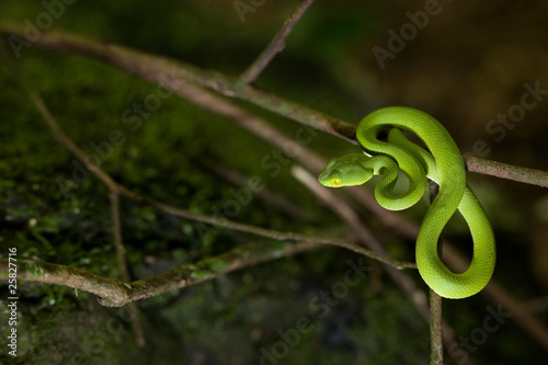 green pit viper snake