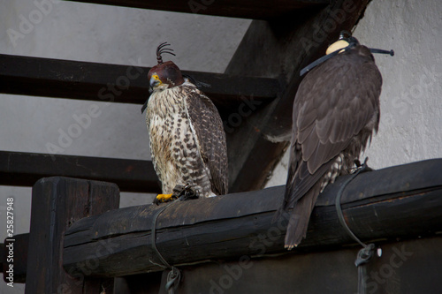 falchi da falconeria photo