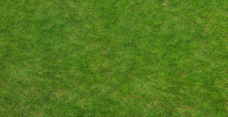 Canadian grass texture