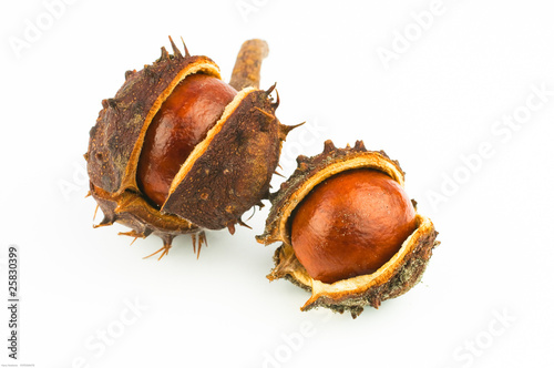 chestnuts opening isolated