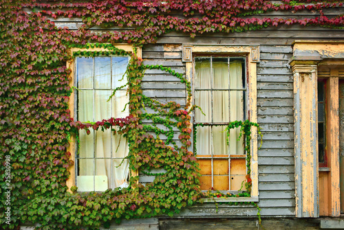 Ivy on House