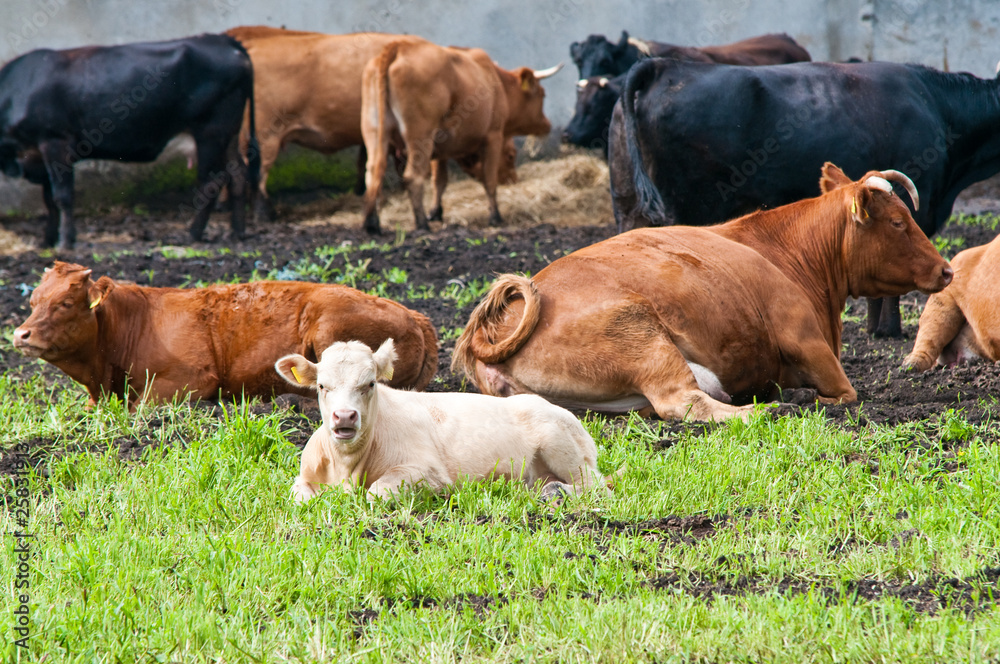 young and mature cows on dairy farm