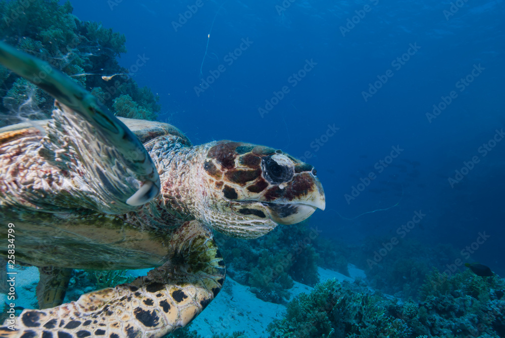 Fototapeta premium Hawksbill turtle