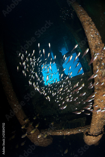 School of Glass fish or Golden sweeper inside shipwreck