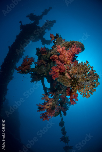 Coral growth on the mast of a shipwreck photo