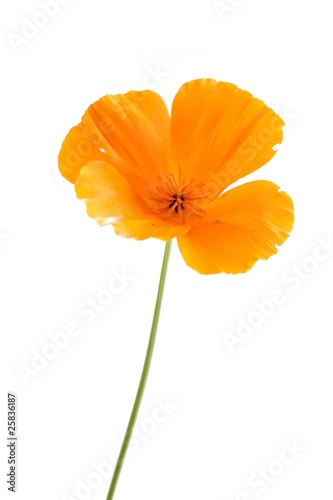 Eschscholzia californica photo
