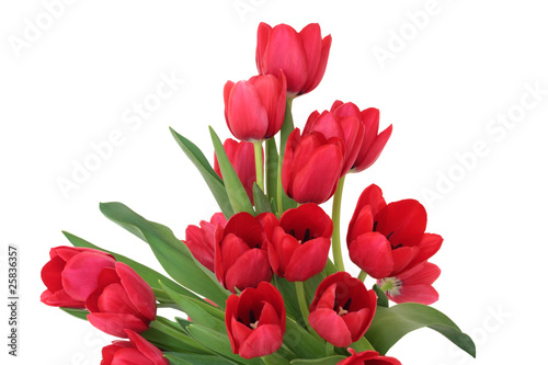 Red Tulip Flowers © marilyn barbone