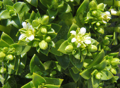blühende Salzmieren (Honckenya peploides) photo