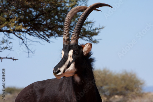 male sable antelope photo