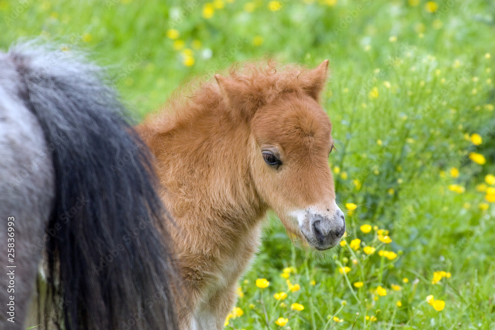 Fototapeta premium Mini-Shetland-Pony