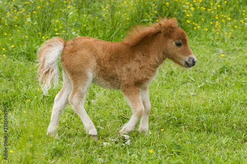 Mini-Shetland-Pony © Sven Cramer