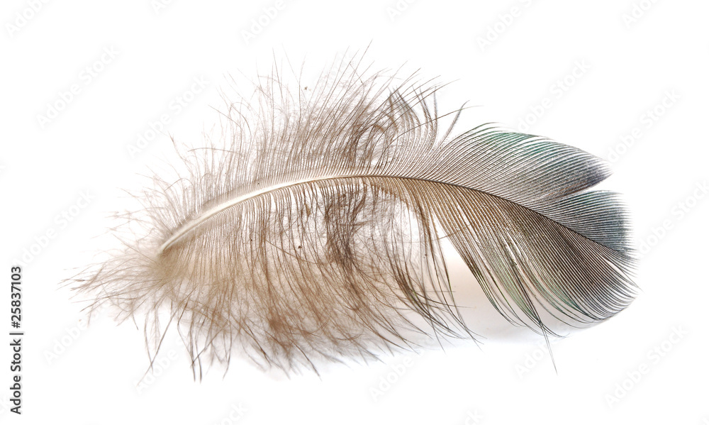 single bird feather single bird feather