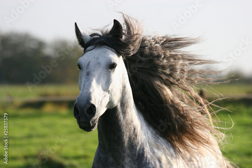 Pferd mit wilder Mähne