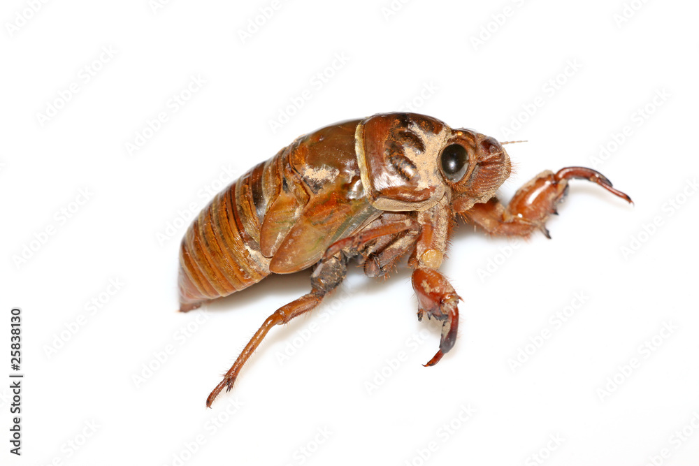 cicada cicada