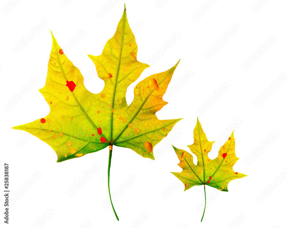 Obraz premium Autumnal leaves