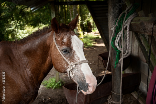 Horse © Scott Griessel