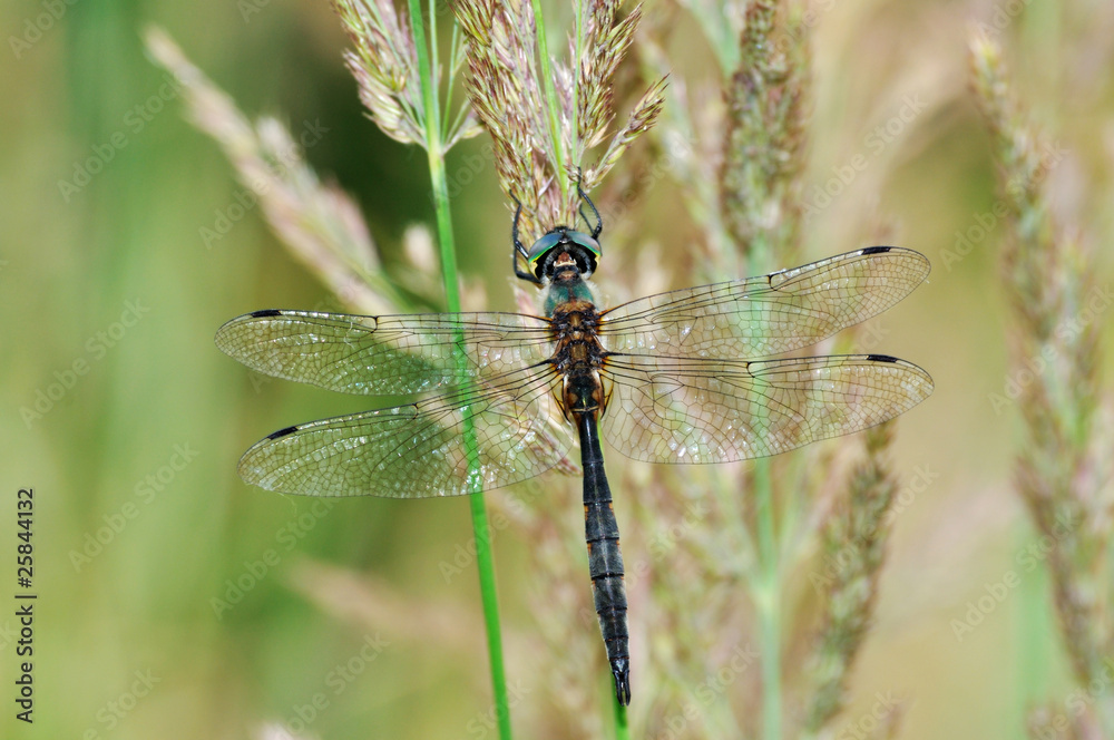 Cordulia aenea dragonfly with green eyes