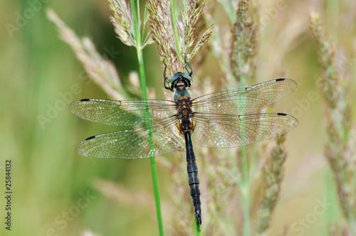 Obraz na płótnie Cordulia aenea dragonfly with green eyes w salonie