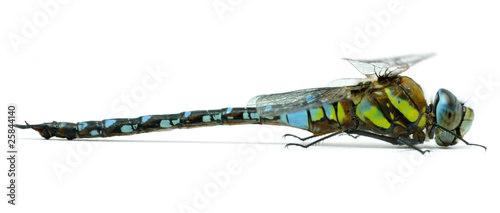 фотографія Migrant Hawker dragonfly