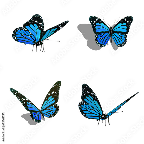 butterfly collection, different views