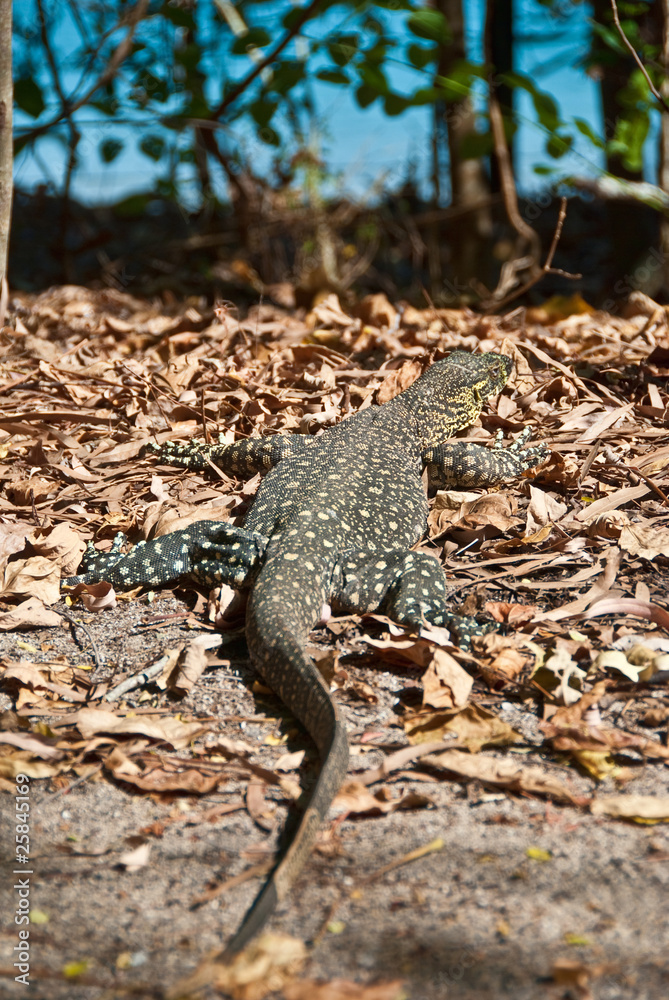Fototapeta premium Monitor Lizard in the Whitsundays