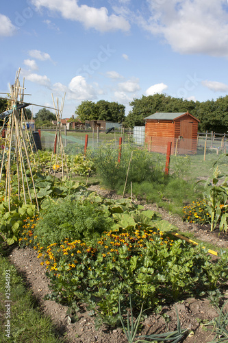 allotment photo