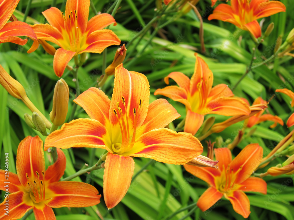 Background with set of lilies Background with set of lilies