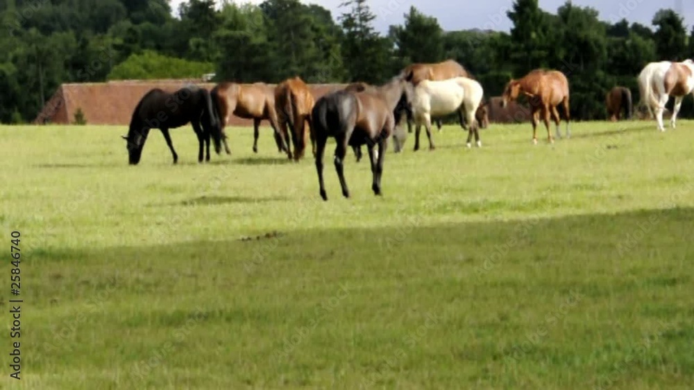 Chevaux dans un haras en Normandie - Vidéo HD Chevaux dans un haras en Normandie - Vidéo HD