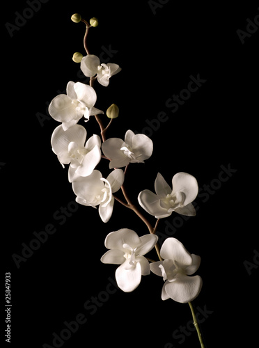 white orchid isolated over black background