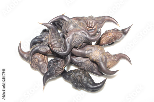Schilderij op canvas caltrop