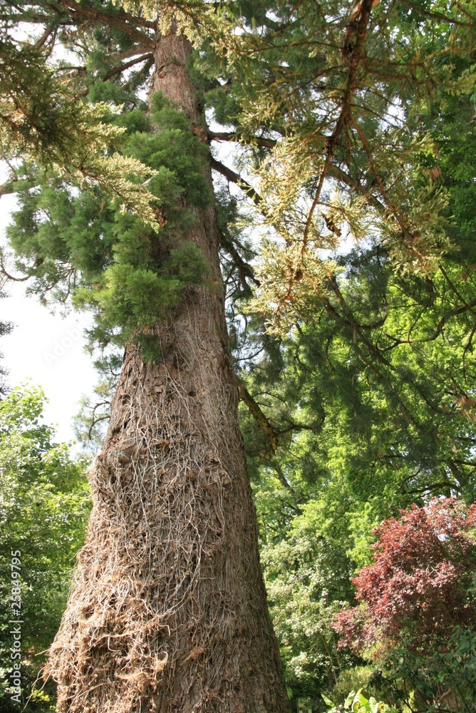 Fototapeta premium Tree