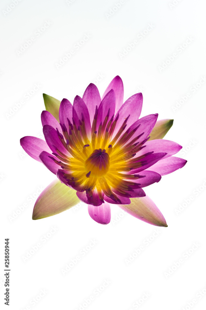 Lotus, isolated on white