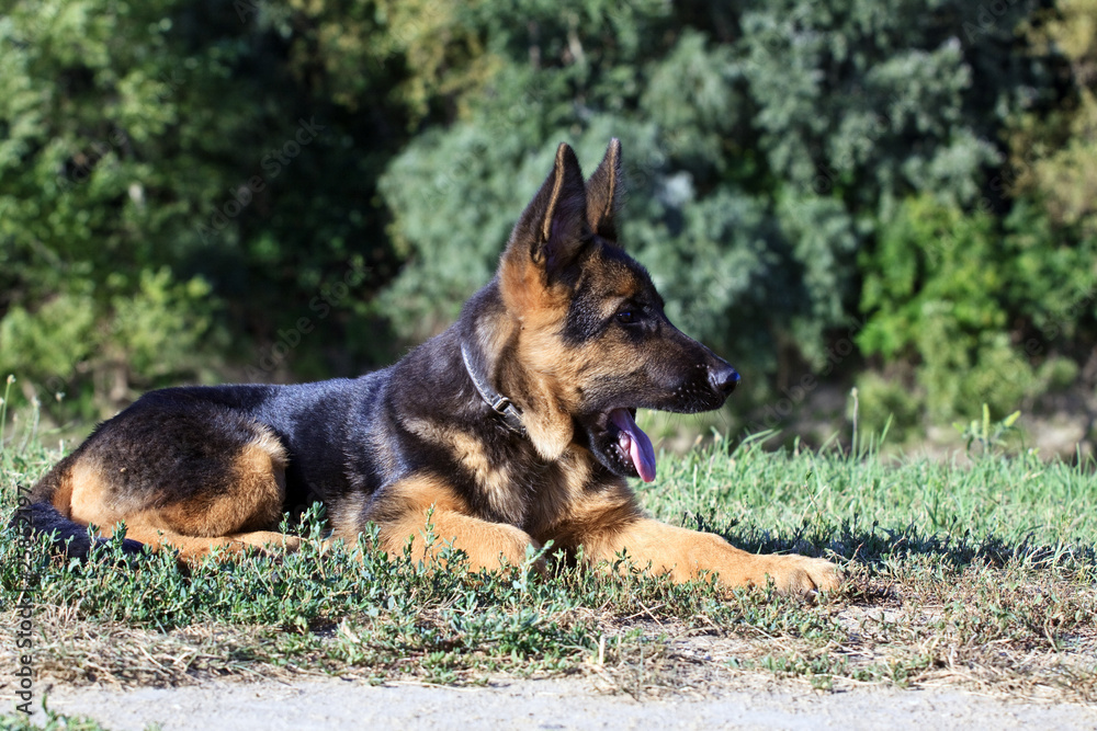 german shepard dog on the nature german shepard dog on the nature