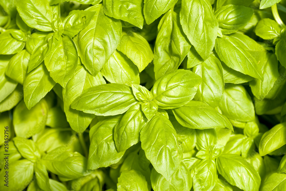 Fresh Basil Herb Fresh Basil Herb